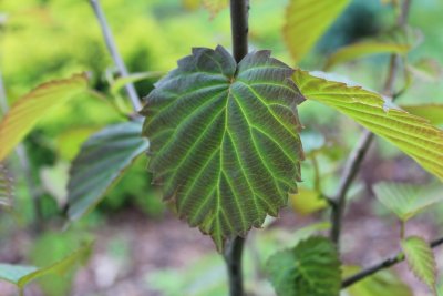 Davidia involucrata 'Vilmoriniana' - davídie listenová - jarní list